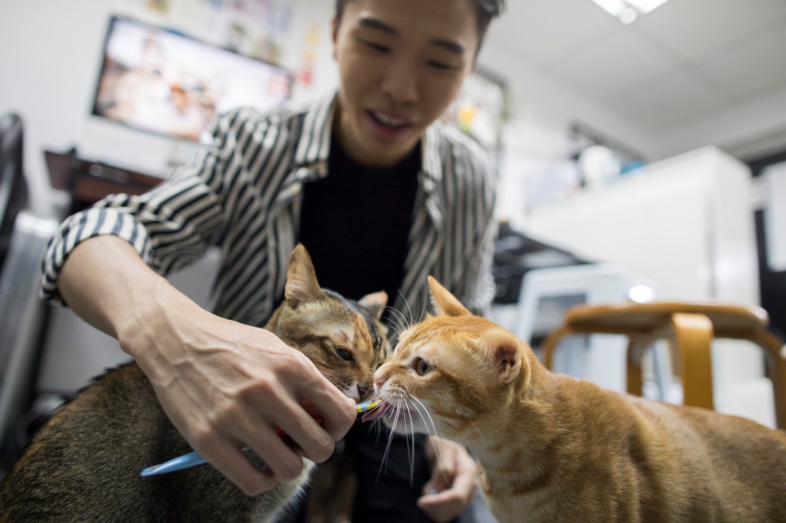 每次有零食，牠們都很興奮地爭吃。﹙羅國輝攝﹚