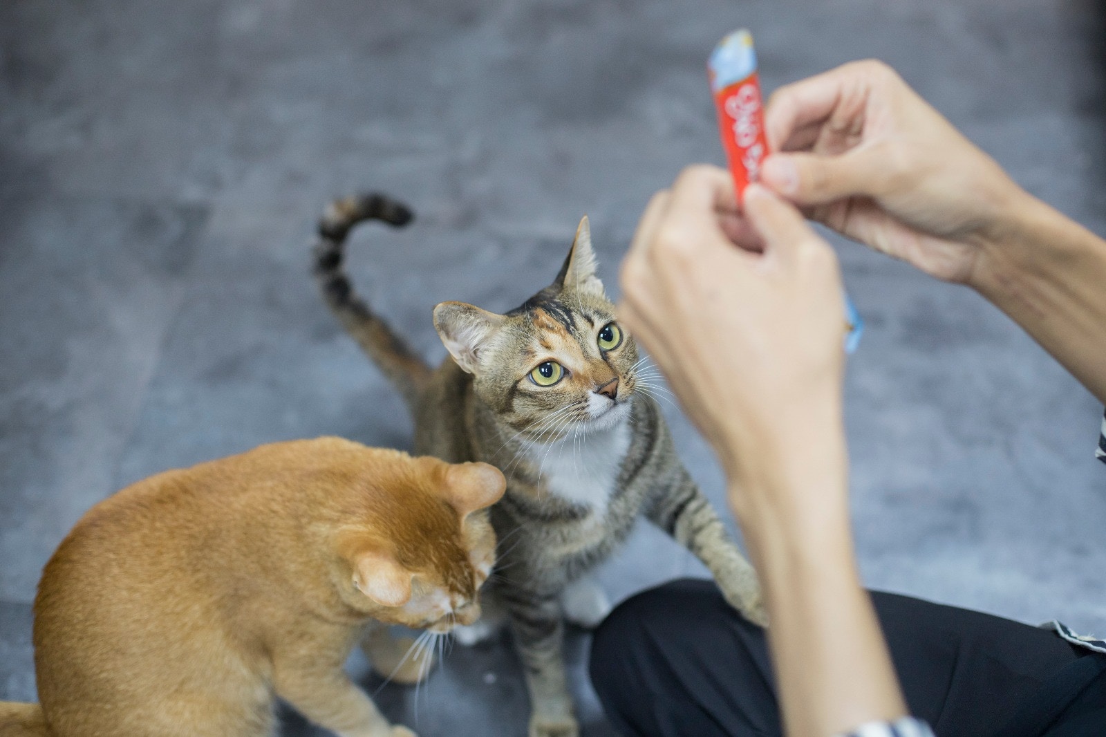 催主人快點讓牠們吃零食。﹙羅國輝攝﹚ 催主人快點讓牠們吃零食。﹙羅國輝攝﹚