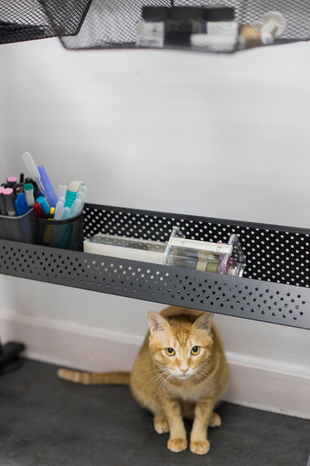 高高比較拍陌生人,所以需要一點時間適應。﹙羅國輝攝﹚ 高高比較拍陌生人,所以需要一點時間適應。﹙羅國輝攝﹚