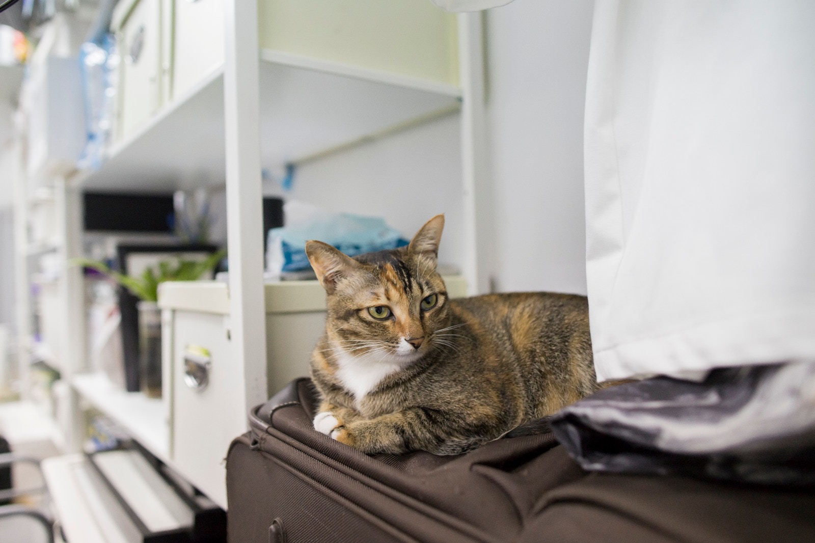 麻妹的樣子比較霸氣,但其實親和力強,不怕人。﹙羅國輝攝﹚ 麻妹的樣子比較霸氣,但其實親和力強,不怕人。﹙羅國輝攝﹚