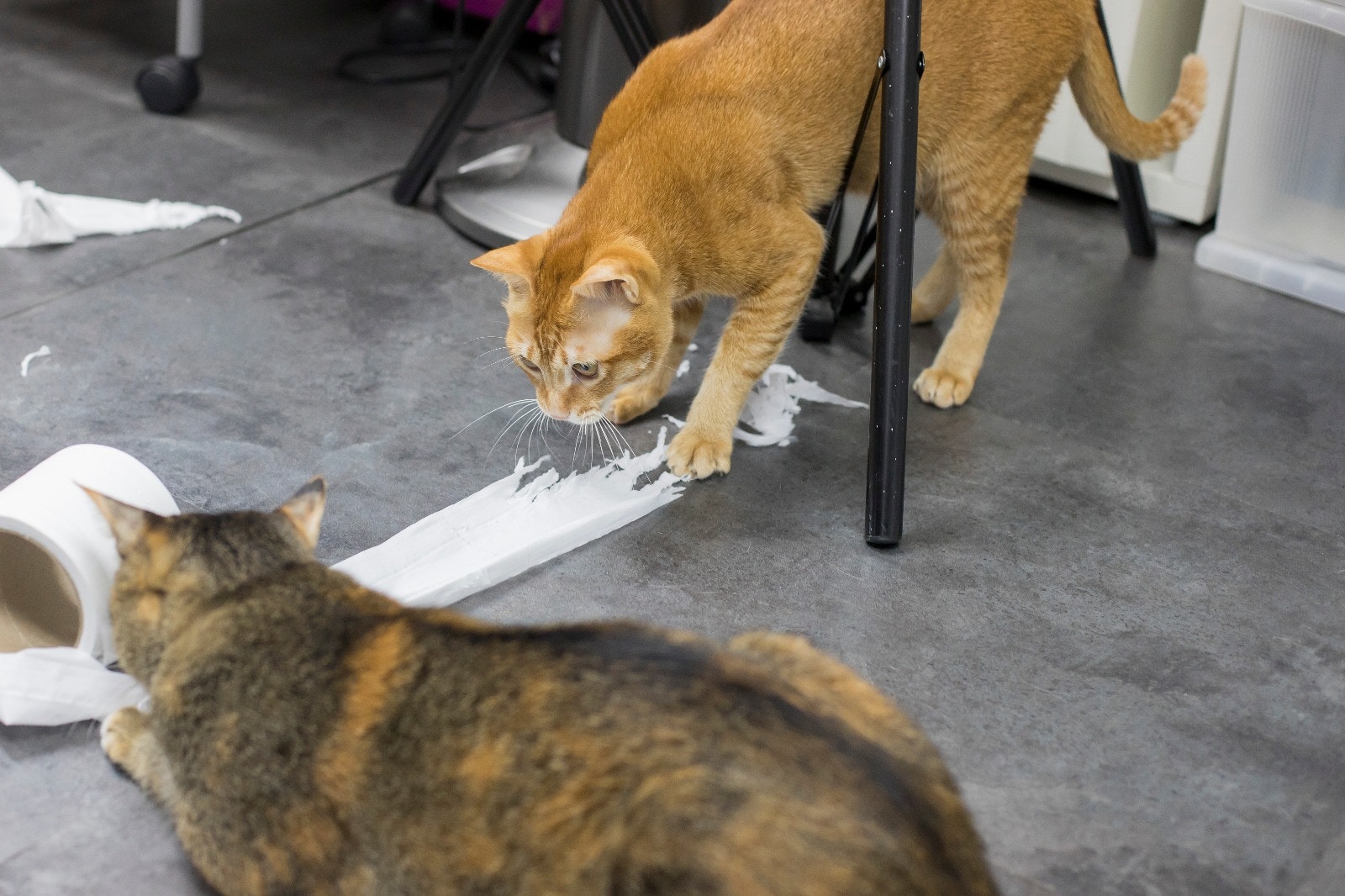 偶爾牠們都有頑皮的時候,例如化身粉碎機,將紙巾撕得稀爛。﹙羅國輝攝﹚ 偶爾牠們都有頑皮的時候,例如化身粉碎機,將紙巾撕得稀爛。﹙羅國輝攝﹚