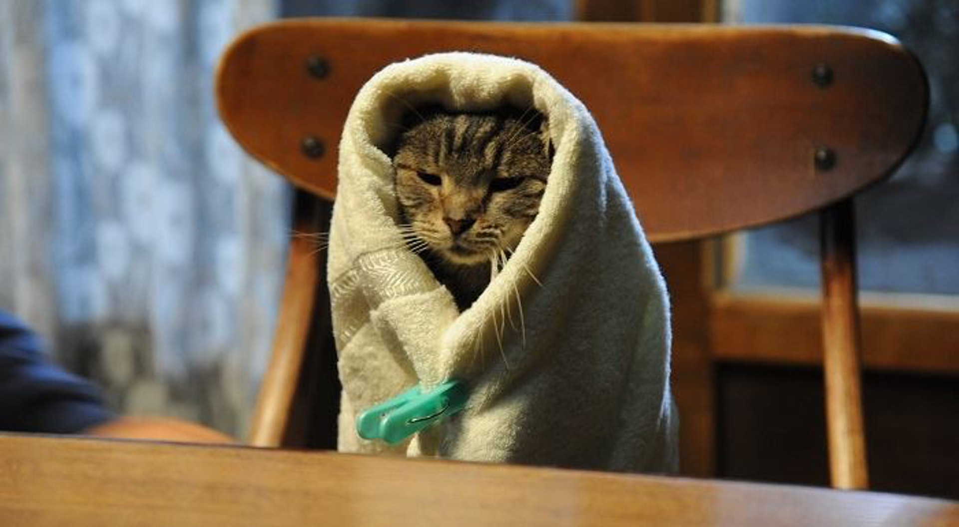 ﹙電影《當這地球沒有貓》截圖﹚ ﹙電影《當這地球沒有貓》截圖﹚