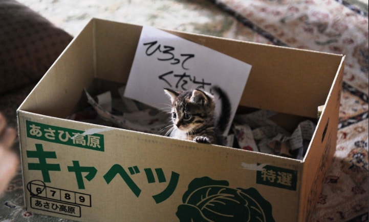 ﹙電影《當這地球沒有貓》截圖﹚ ﹙電影《當這地球沒有貓》截圖﹚