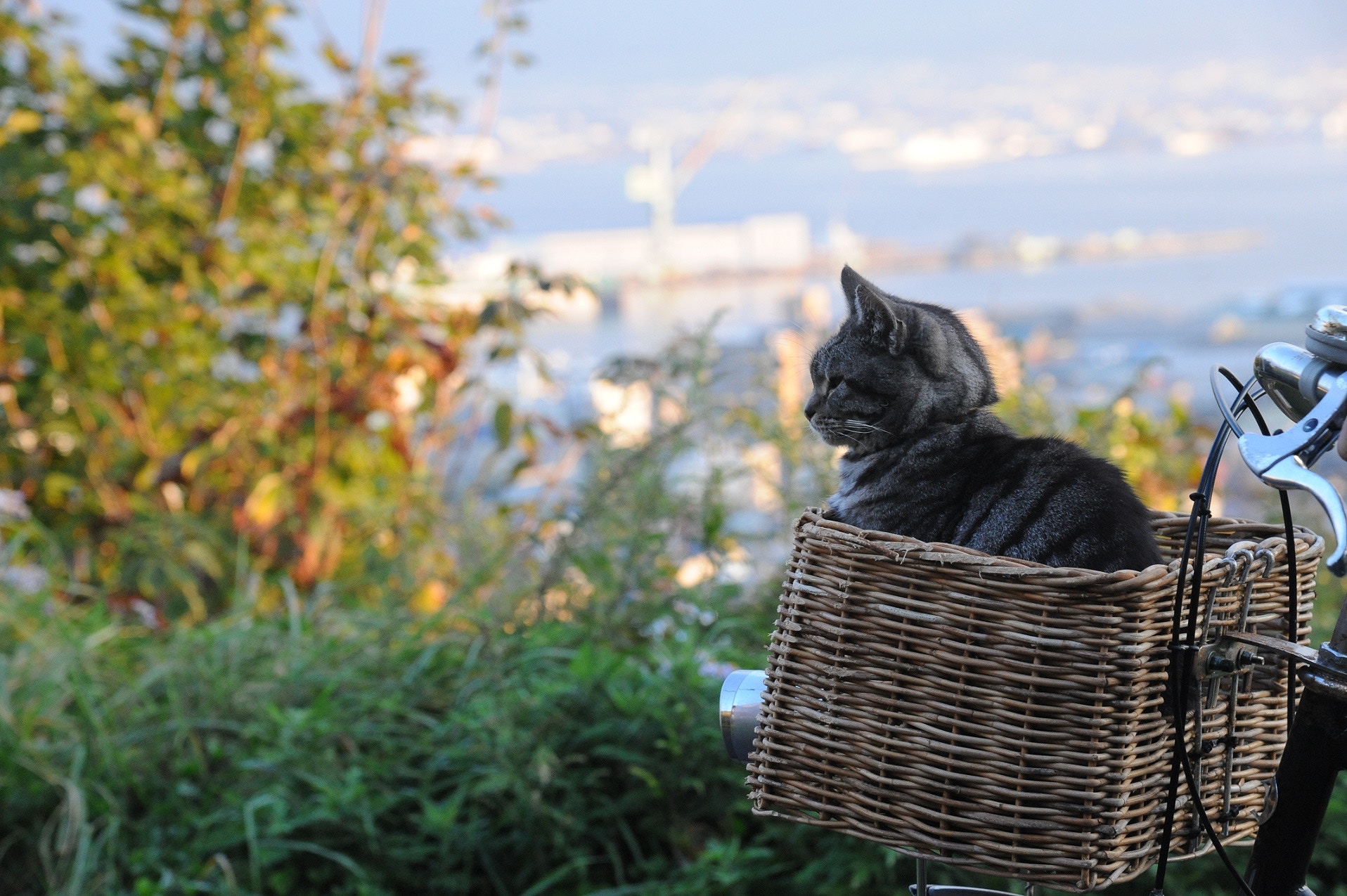 ﹙電影《當這地球沒有貓》截圖﹚ ﹙電影《當這地球沒有貓》截圖﹚