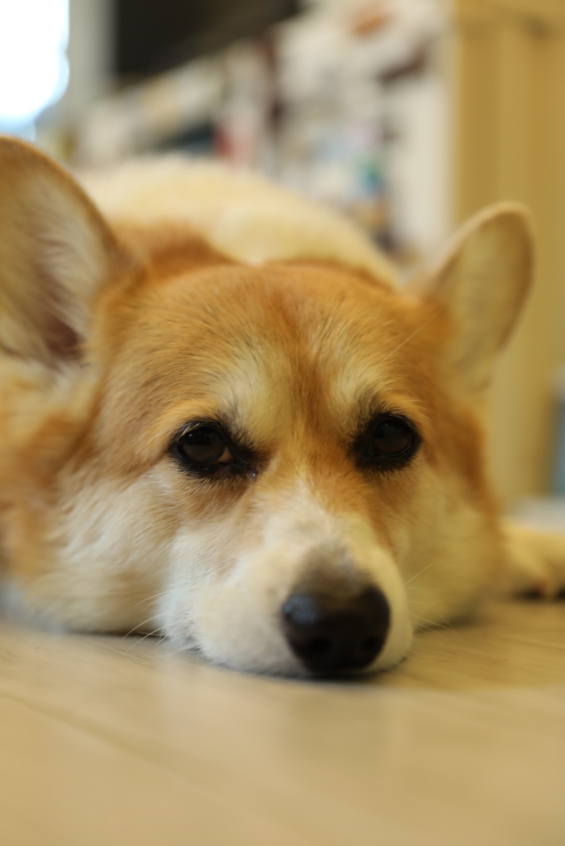 Carson經過訓練後,有了很大的變化。(梁紫晴攝) Carson經過訓練後,有了很大的變化。(梁紫晴攝)