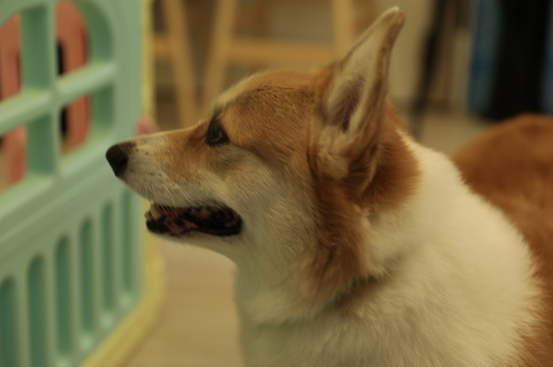 Carson以前對離家的人十分敏感。(梁紫晴攝) Carson以前對離家的人十分敏感。(梁紫晴攝)