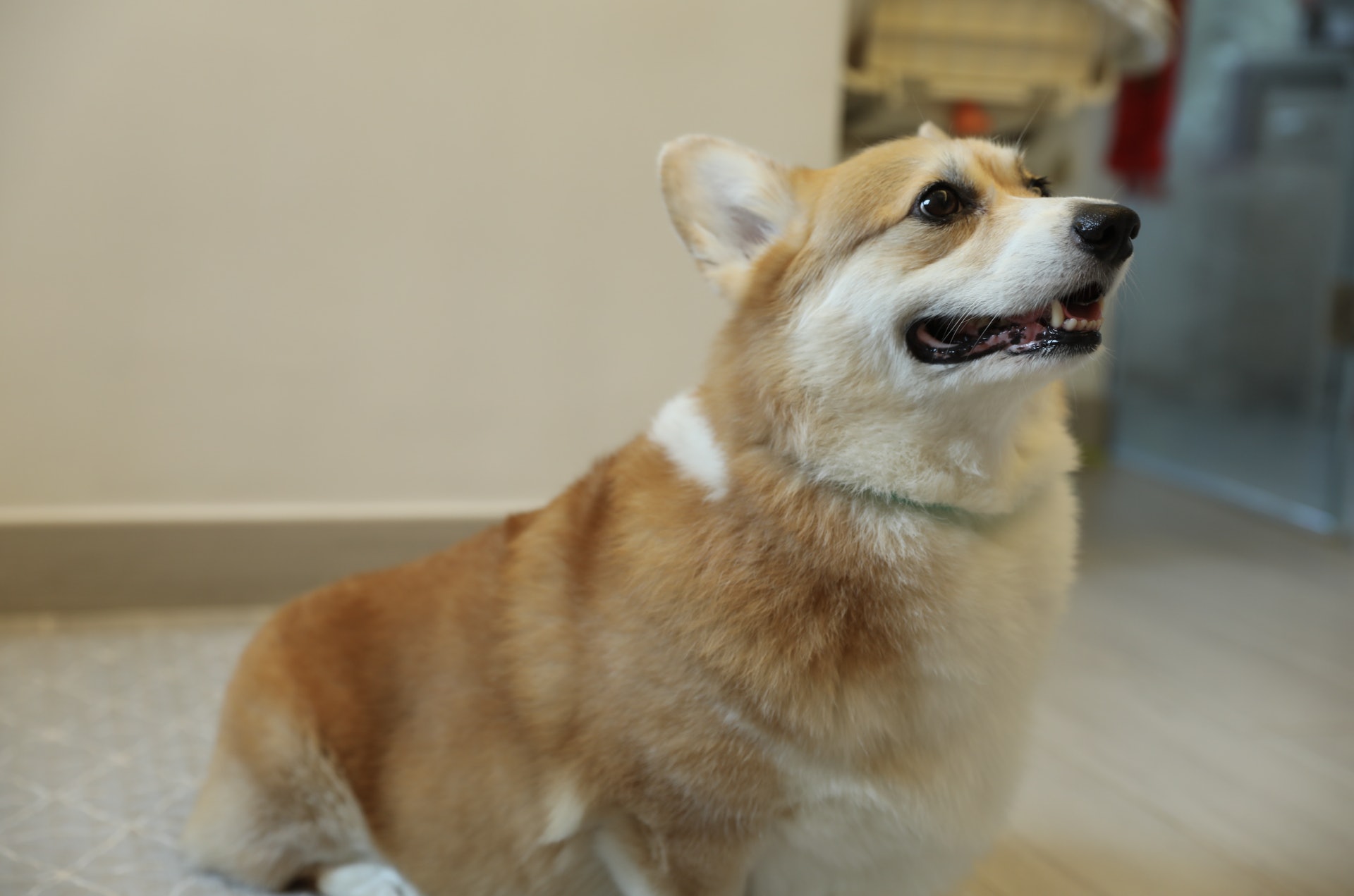 Carson和主人之間建立了信仼。(梁紫晴攝) Carson和主人之間建立了信仼。(梁紫晴攝)