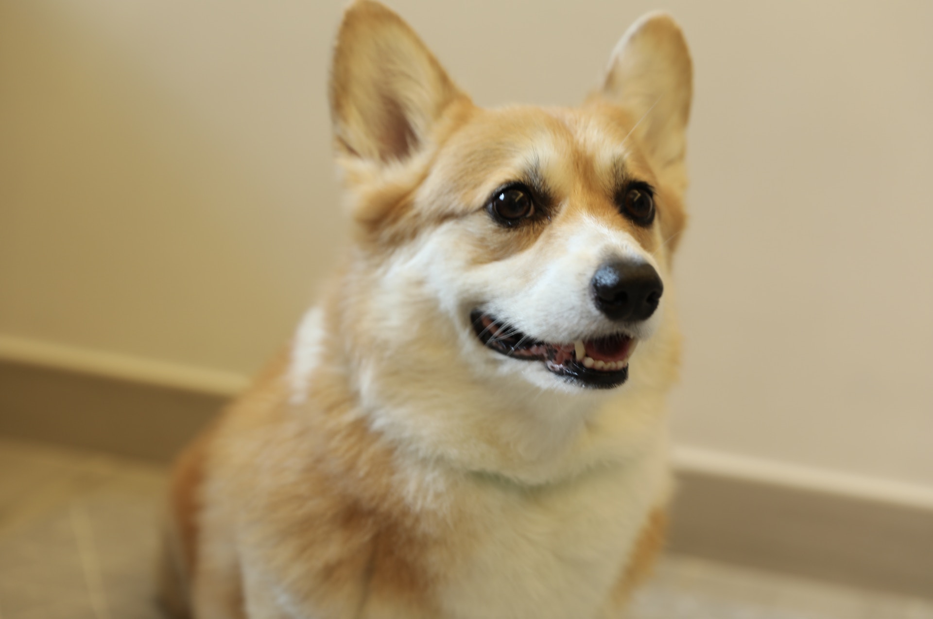 Esther十分堅決不棄養的想法。(梁紫晴攝) Esther十分堅決不棄養的想法。(梁紫晴攝)