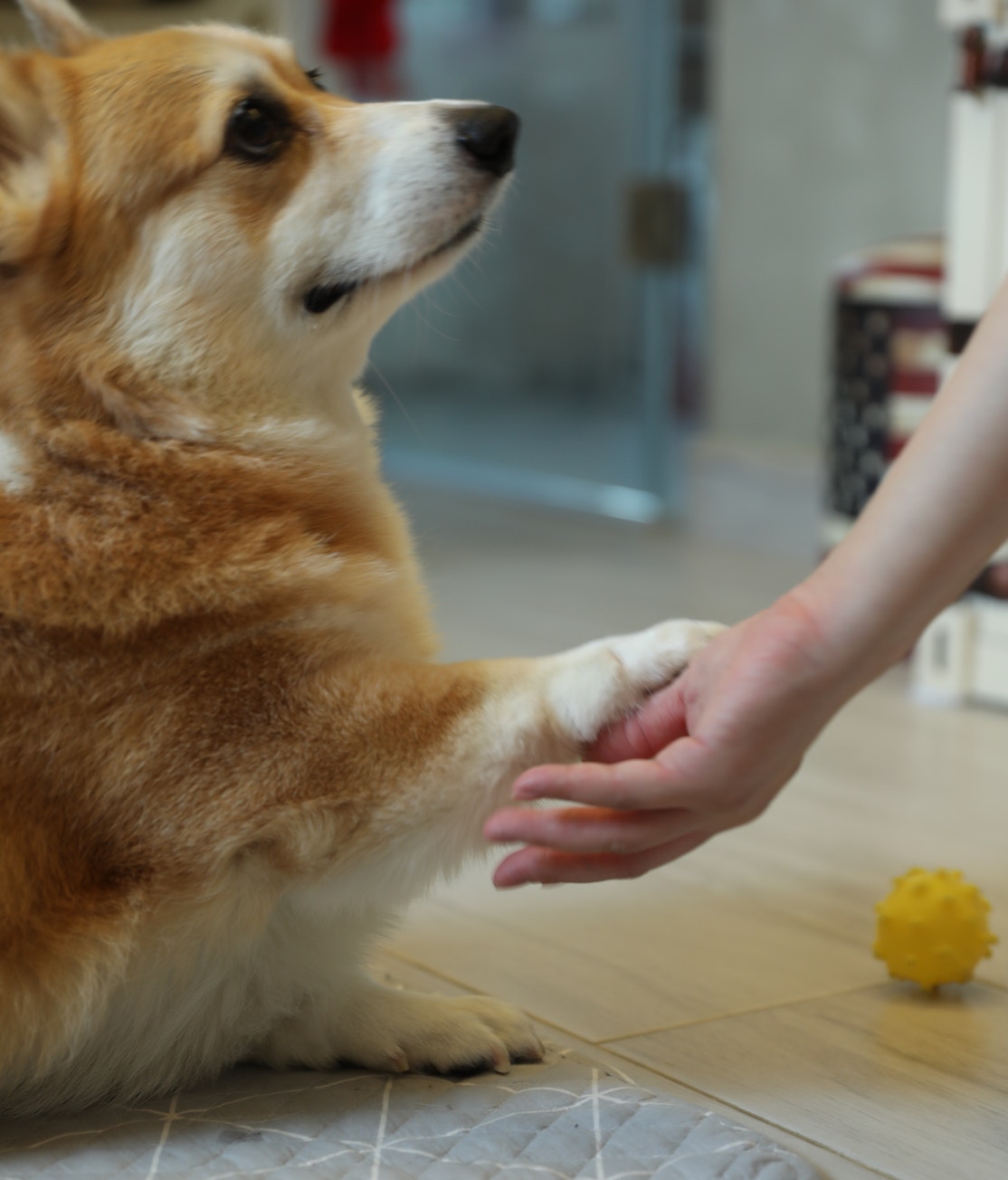 Esther相信Carson會是個好哥哥。(梁紫晴攝) Esther相信Carson會是個好哥哥。(梁紫晴攝)