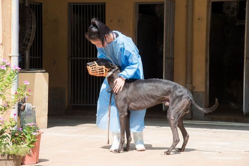 533隻被遺棄格力犬，將有新居所，但需再等約兩個月。（澳門新聞局圖片）