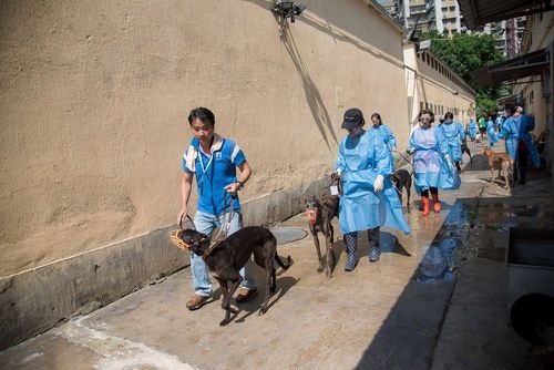 逸園賽狗場承諾領回格力犬　擬安置氹仔北安私人建築物