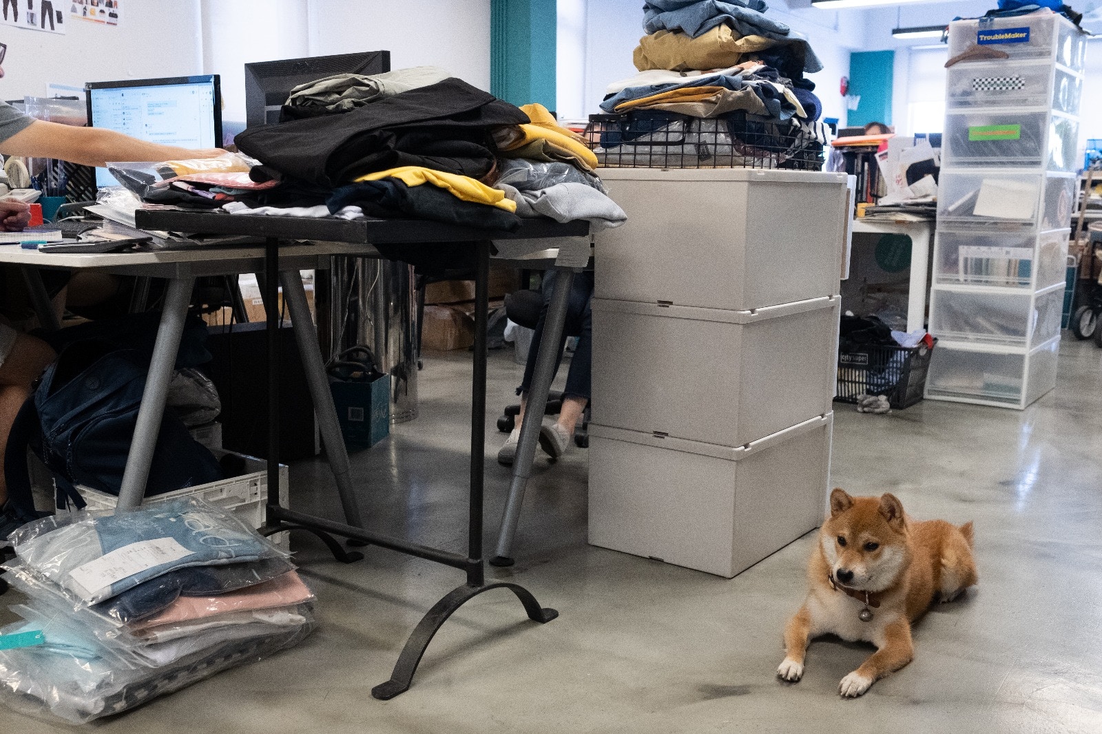 不少人擔心寵物會製造噪音或麻煩,影響工作,但P仔就是一個例子證明貓貓狗狗也不一定是「麻煩友」。﹙高仲明攝﹚ 不少人擔心寵物會製造噪音或麻煩,影響工作,但P仔就是一個例子證明貓貓狗狗也不一定是「麻煩友」。﹙高仲明攝﹚