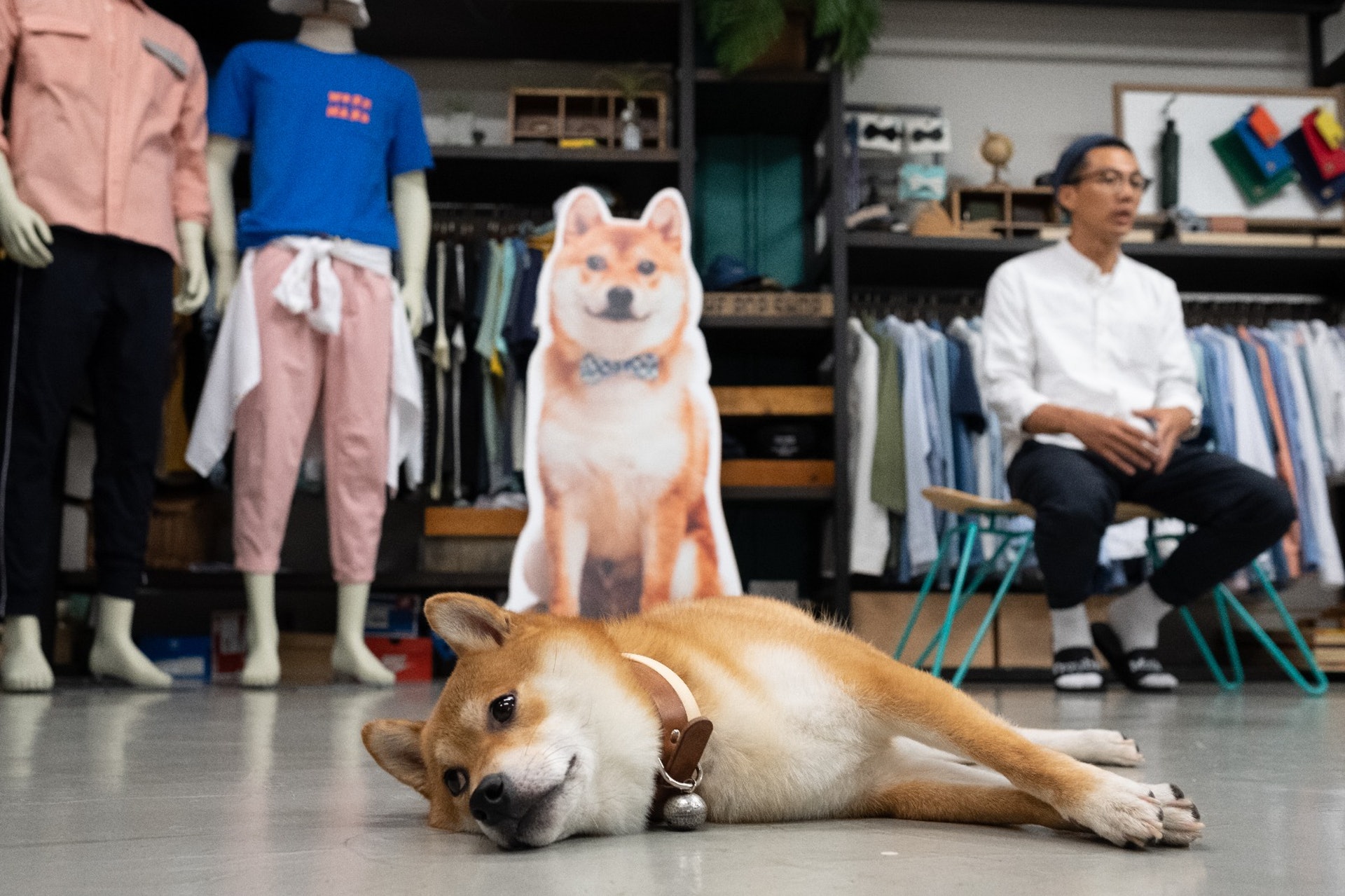 看看身後的紙板,就知P仔是品牌的人氣明星,不過性格佛系的他一於懶理,繼續在office活得自在。﹙高仲明攝﹚ 看看身後的紙板,就知P仔是品牌的人氣明星,不過性格佛系的他一於懶理,繼續在office活得自在。﹙高仲明攝﹚