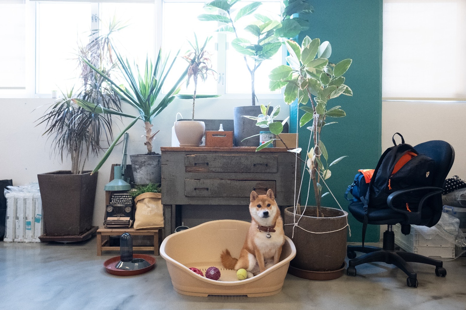 訓練方面,小山主要採用賞罰分明制,做得好便讚賞及有獎勵,做錯了便要罰坐角落。﹙高仲明攝﹚ 訓練方面,小山主要採用賞罰分明制,做得好便讚賞及有獎勵,做錯了便要罰坐角落。﹙高仲明攝﹚