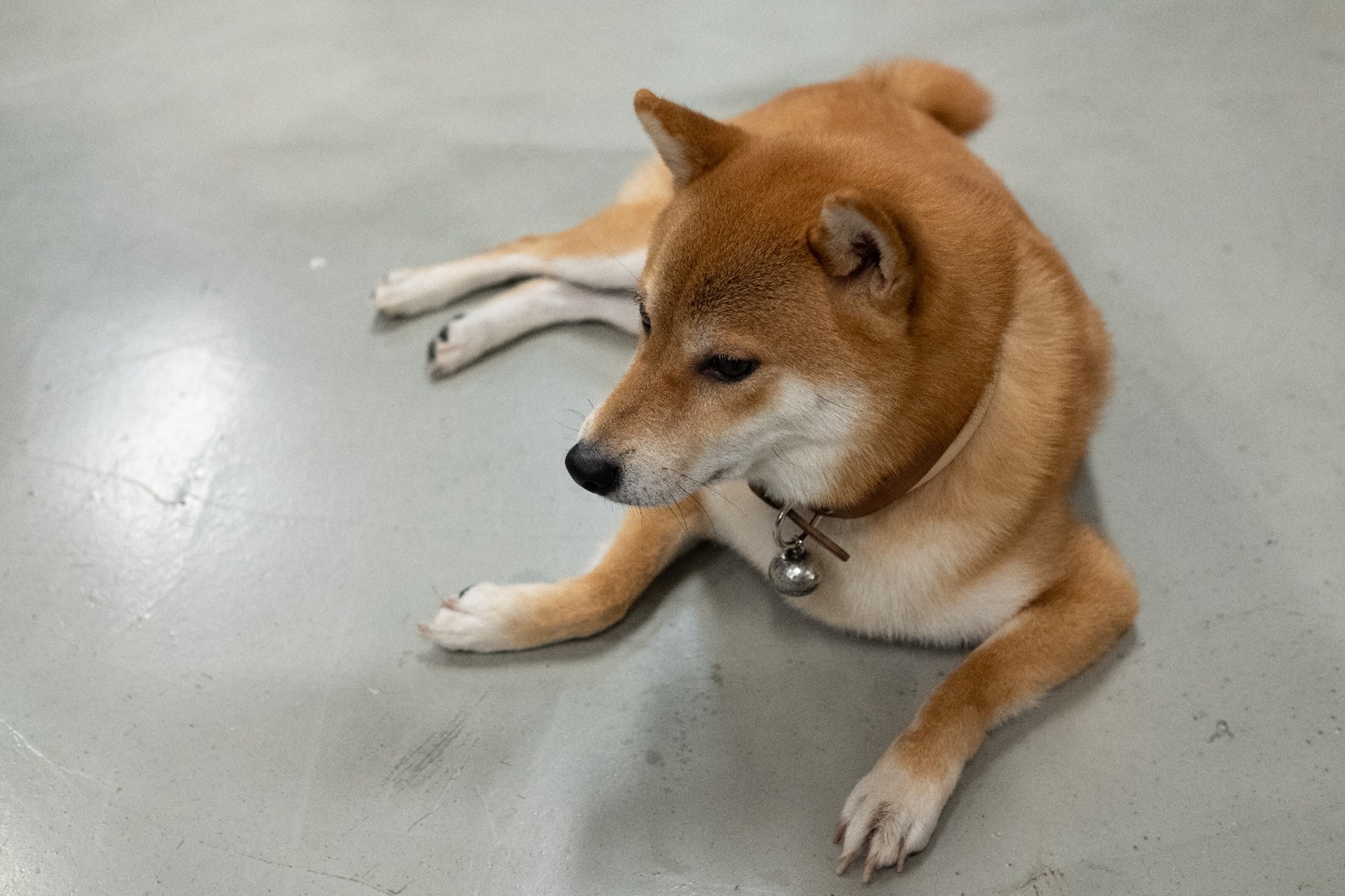 帶P仔回公司前,小山表示需要做很多事前準備,花了好幾個月時間訓練P仔,如要牠即使玩得開心或興奮時,都不可撲上別人身上。﹙高仲明攝﹚ 帶P仔回公司前,小山表示需要做很多事前準備,花了好幾個月時間訓練P仔,如要牠即使玩得開心或興奮時,都不可撲上別人身上。﹙高仲明攝﹚