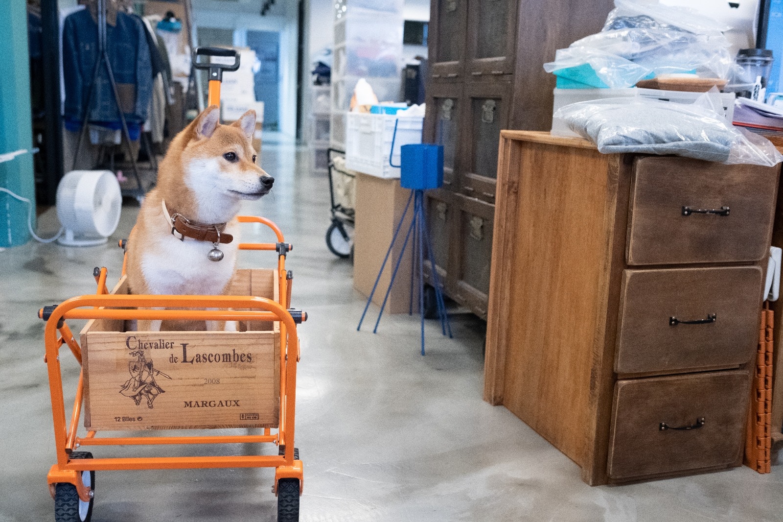 狗的服從性很高,但如果沒有清晰的指定及教導,牠們也會變得頑皮。﹙高仲明攝﹚ 狗的服從性很高,但如果沒有清晰的指定及教導,牠們也會變得頑皮。﹙高仲明攝﹚