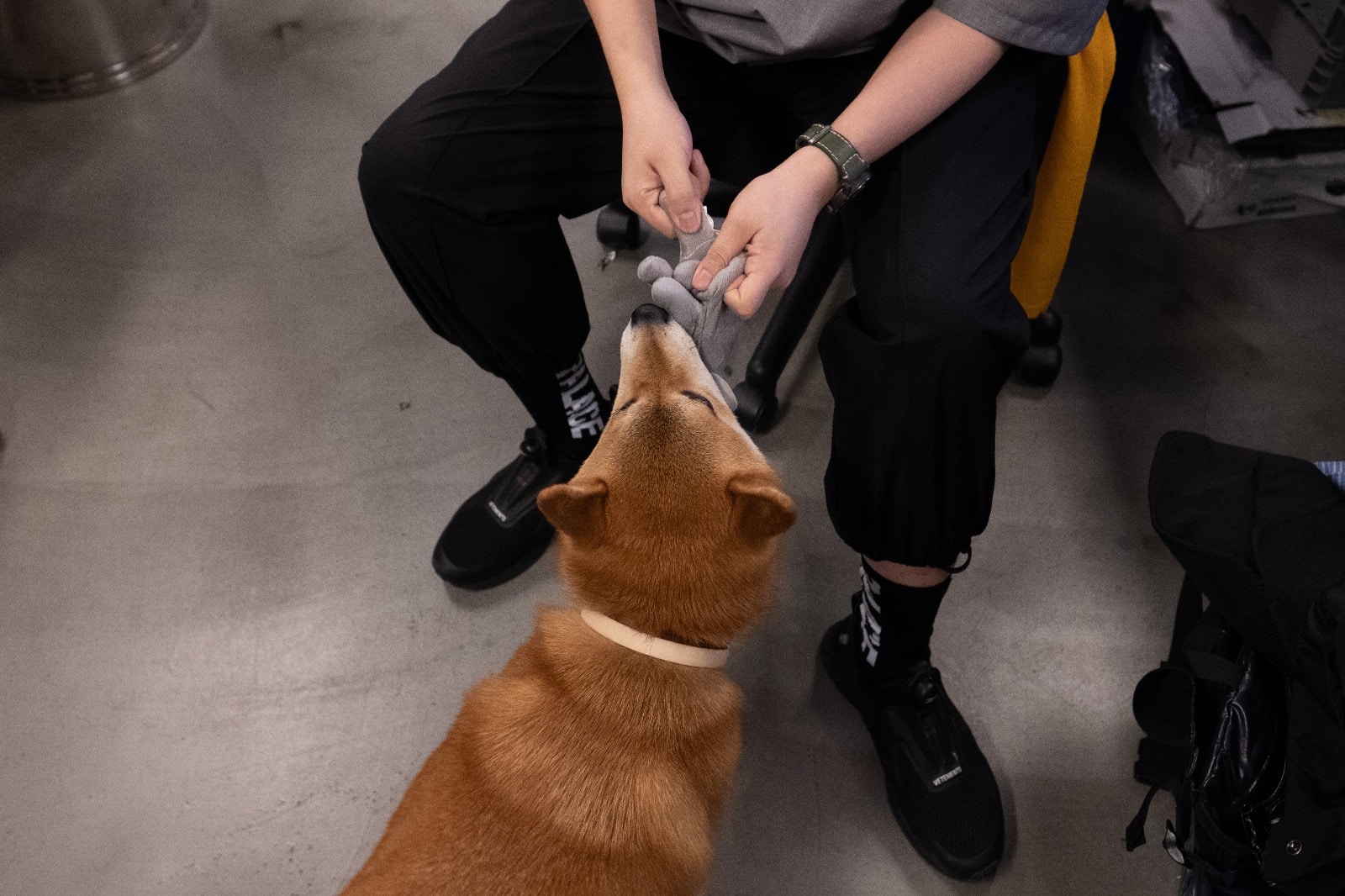 同事們都表示P仔不會太影響到他們工作,反而令他們在壓力中得到舒壓的效果。﹙高仲明攝﹚ 同事們都表示P仔不會太影響到他們工作,反而令他們在壓力中得到舒壓的效果。﹙高仲明攝﹚