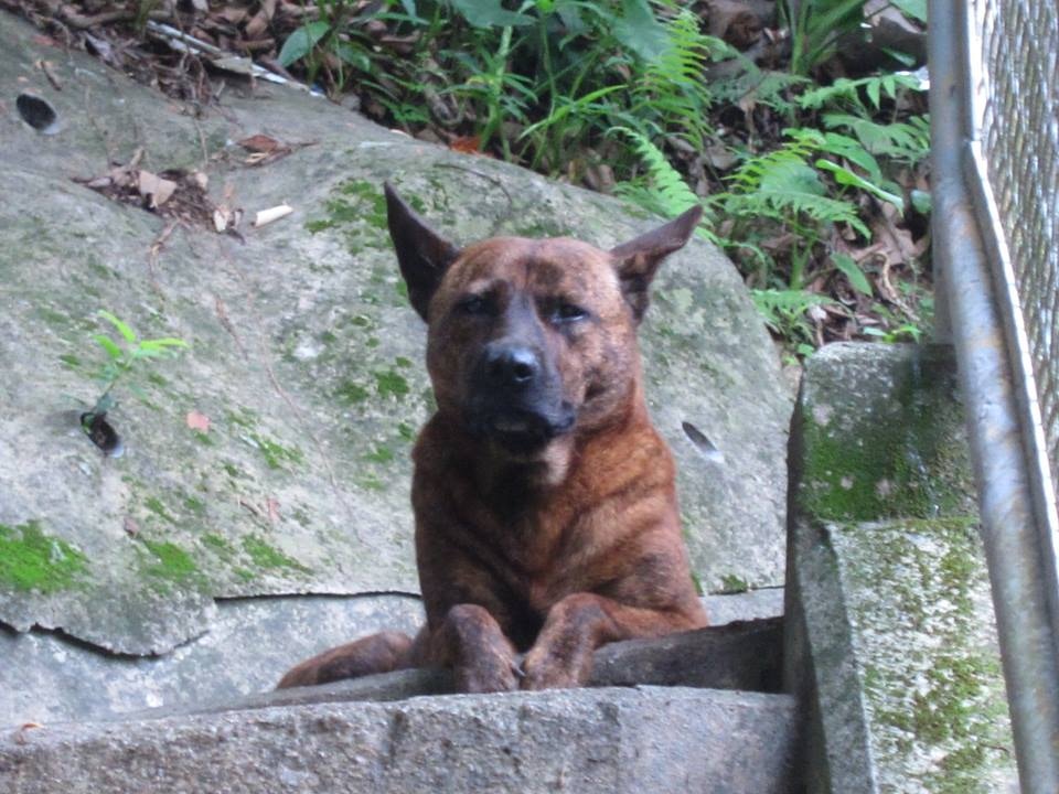 「阿烏」一直與伯伯在山上寮屋生活,但近日被居民發現主人經已離世(相片由蘇先生提供) 「阿烏」一直與伯伯在山上寮屋生活,但近日被居民發現主人經已離世(相片由蘇先生提供)