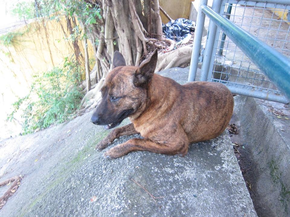 蘇先生指每一次探望「阿烏」時牠所流露出的眼神都充滿悲傷。(相片由蘇先生提供) 蘇先生指每一次探望「阿烏」時牠所流露出的眼神都充滿悲傷。(相片由蘇先生提供)