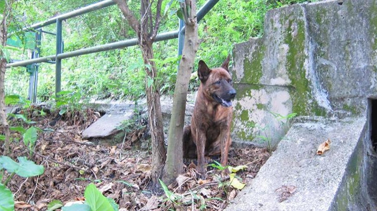 蘇先生希望可以替「阿烏」找到一個新的家。(相片由蘇先生提供) 蘇先生希望可以替「阿烏」找到一個新的家。(相片由蘇先生提供)