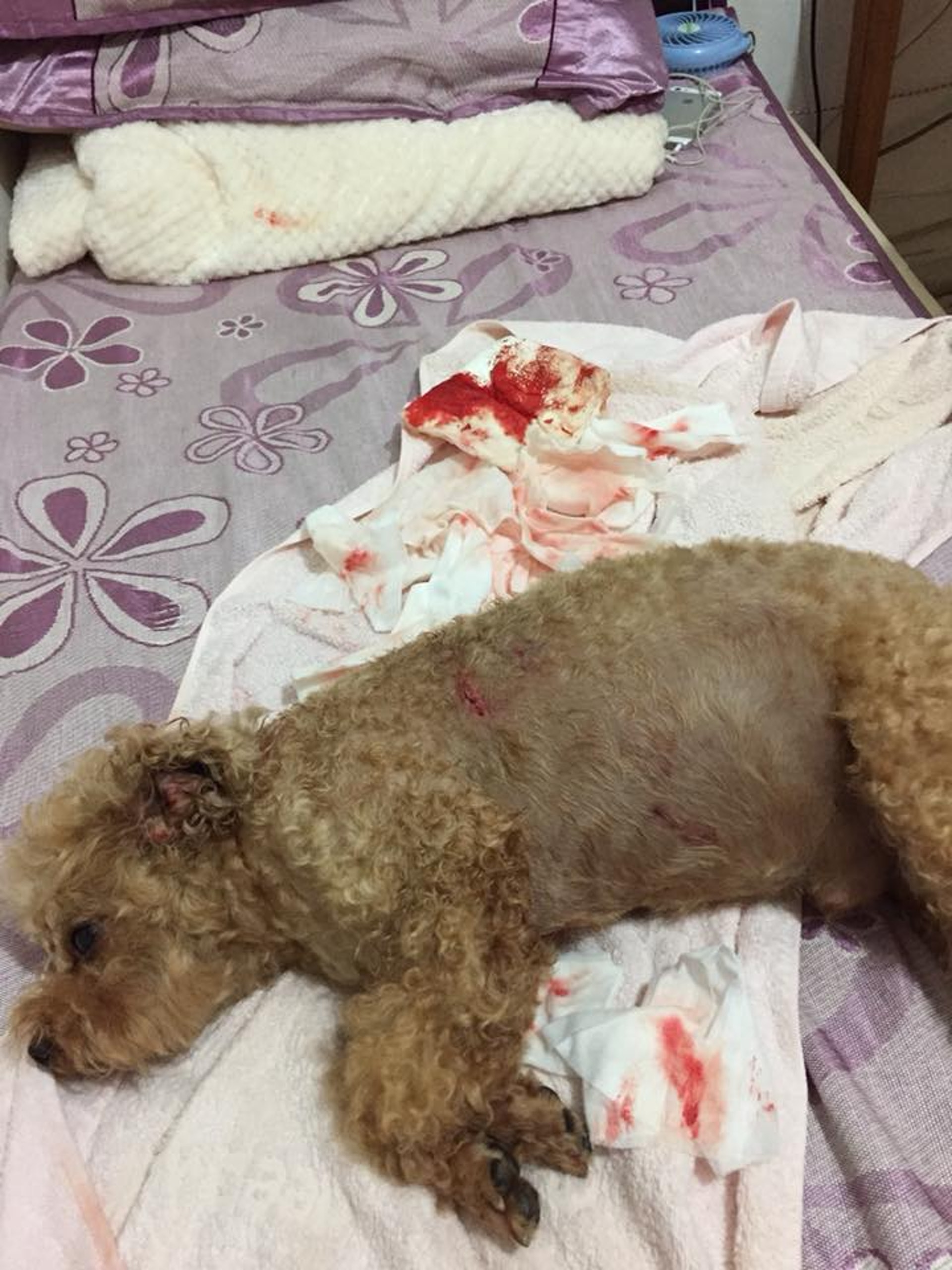 迷你貴婦狗「Cash仔」被咬至滿身鮮血,遍體鱗傷。(受訪者提供) 迷你貴婦狗「Cash仔」被咬至滿身鮮血,遍體鱗傷。(受訪者提供)