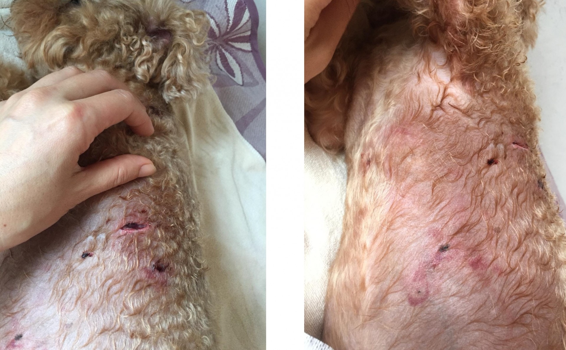 「Cash仔」全身傷痕纍纍,頭背五處傷口深至皮裂見肉。(受訪者提供) 「Cash仔」全身傷痕纍纍,頭背五處傷口深至皮裂見肉。(受訪者提供)