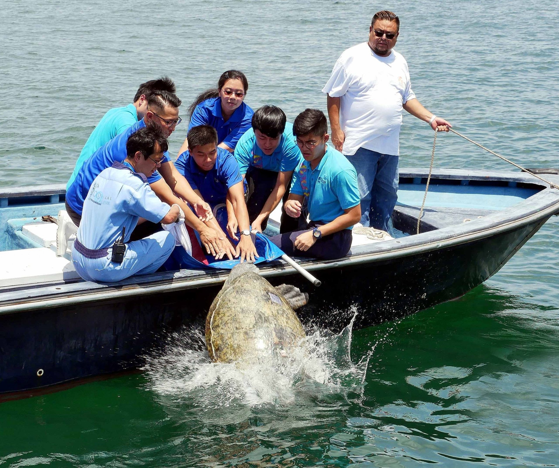 一隻於沙頭角附近水域救獲的綠海龜回歸大海。(漁護署提供) 一隻於沙頭角附近水域救獲的綠海龜回歸大海。(漁護署提供)