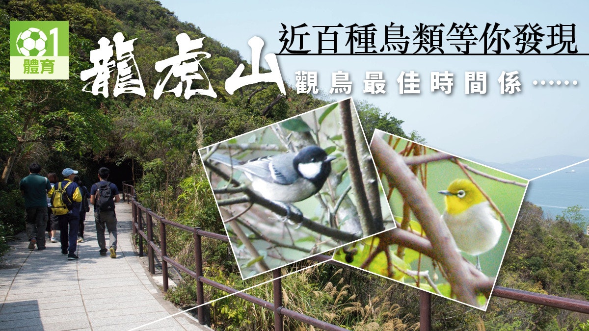 【行山.龍虎山】港大出發觀鳥尋寶好去處 清早黃昏都係最佳時間 【行山.龍虎山】港大出發觀鳥尋寶好去處 清早黃昏都係最佳時間