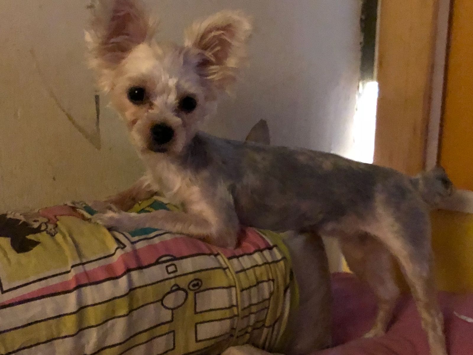 Prada身型較瘦和細小 (受訪者提供照片) Prada身型較瘦和細小 (受訪者提供照片)