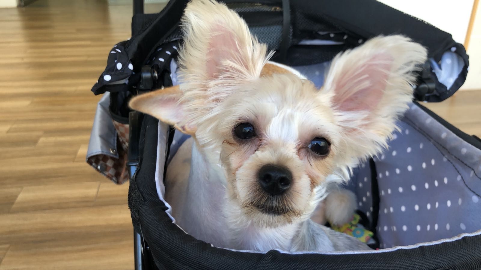 Prada十分活潑好動,不怕陌生人 (受訪者提供照片) Prada十分活潑好動,不怕陌生人 (受訪者提供照片)