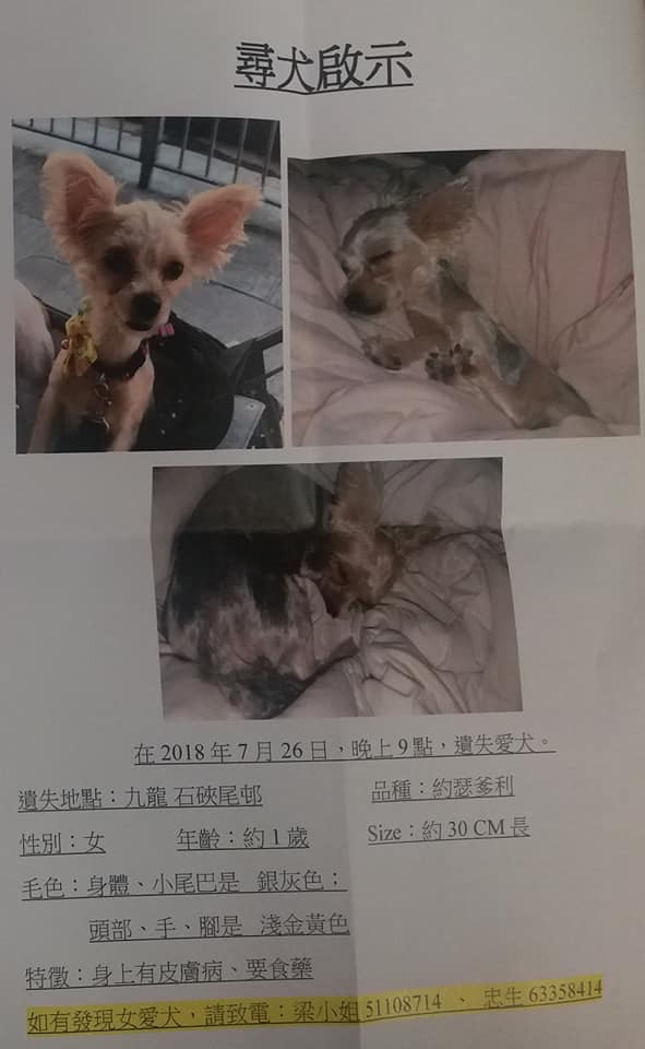 梁小姐發的尋犬啟示 (受訪者提供照片) 梁小姐發的尋犬啟示 (受訪者提供照片)