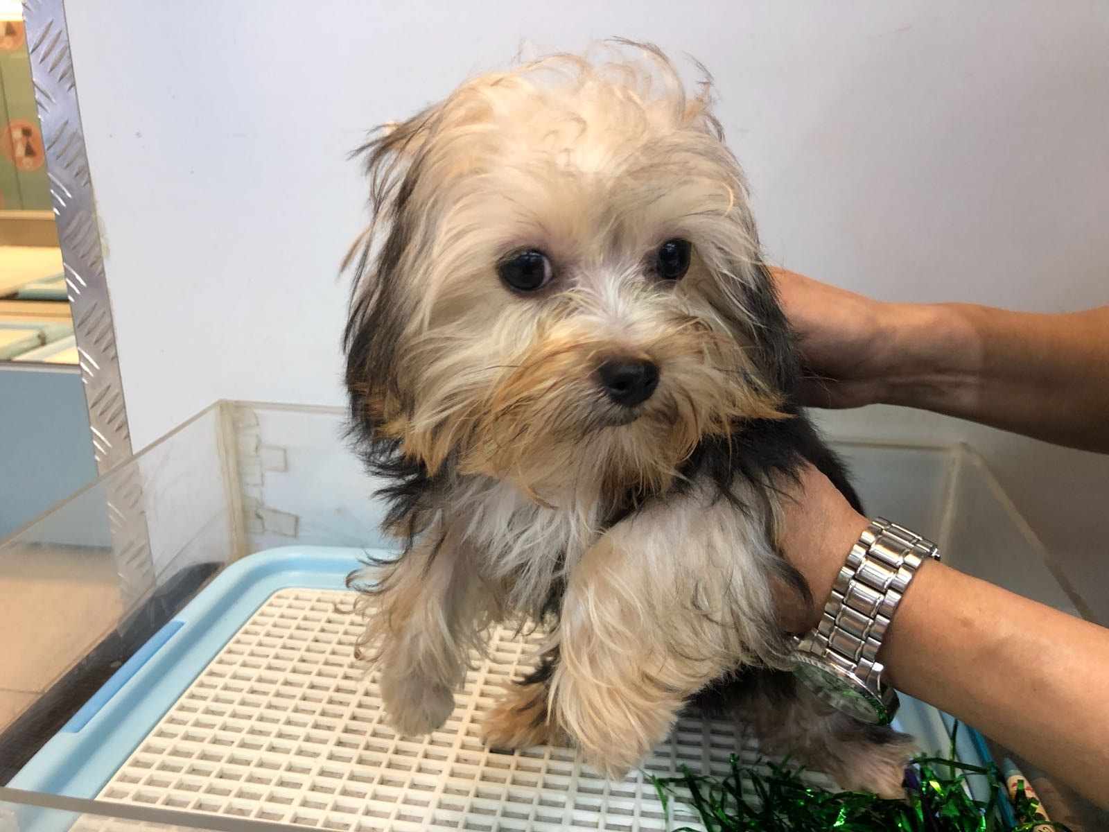 Prada的毛髮未被剪短時的樣子(受訪者提供照片) Prada的毛髮未被剪短時的樣子(受訪者提供照片)