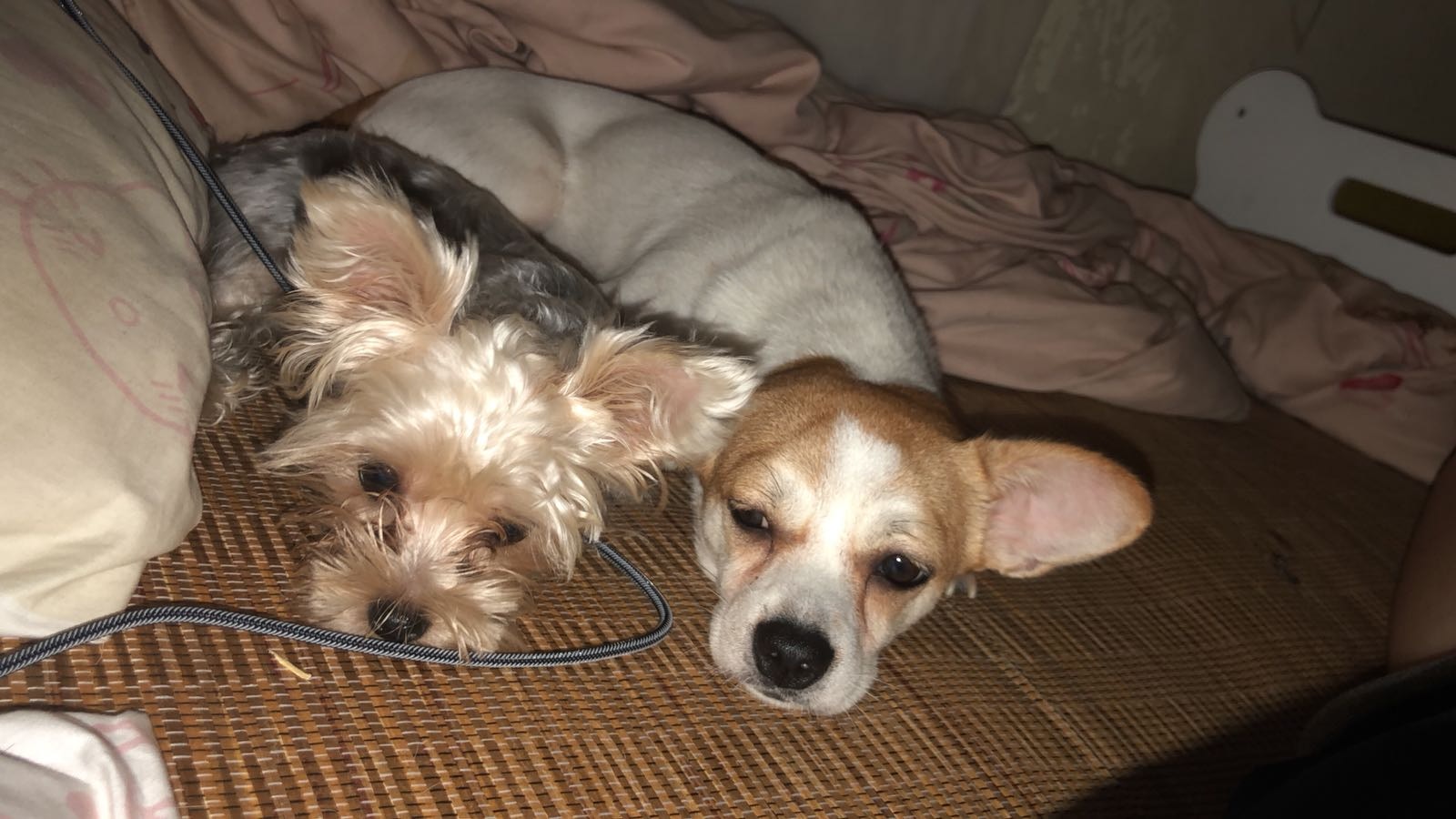 Prada與家中另一隻愛犬的日常合照(受訪者提供照片) Prada與家中另一隻愛犬的日常合照(受訪者提供照片)