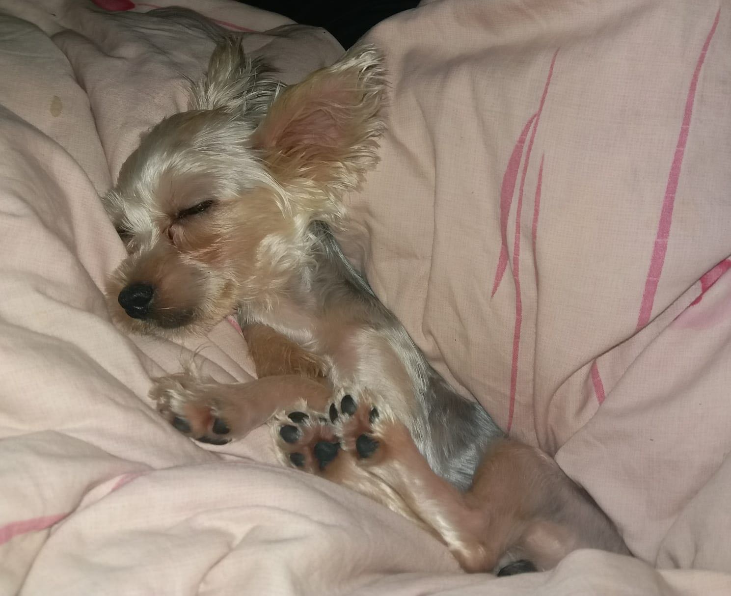 梁小姐事後十分自責和傷心,望能盡快找到Prada(受訪者提供照片) 梁小姐事後十分自責和傷心,望能盡快找到Prada(受訪者提供照片)