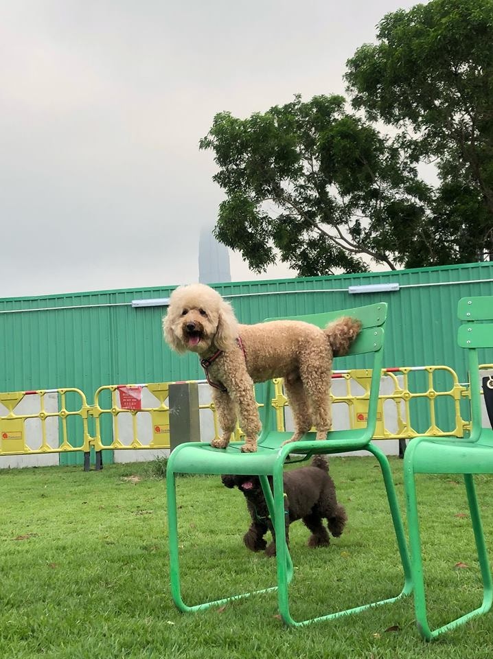 主人形容「卒卒」胸口有一撮白色毛,十分容易辨認。(KATE LAW) 主人形容「卒卒」胸口有一撮白色毛,十分容易辨認。(KATE LAW)