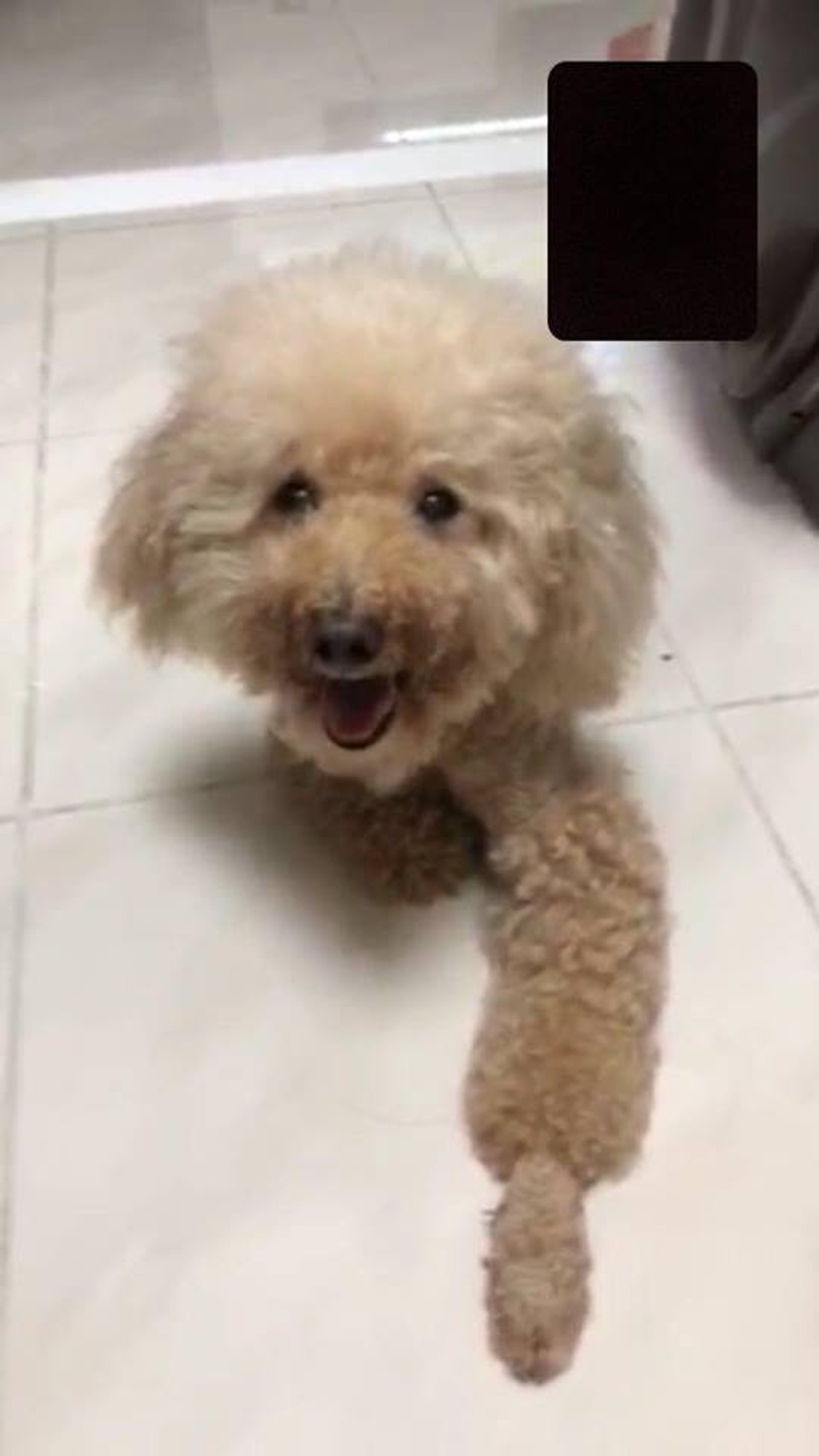 「卒卒」的生活照。(KATE LAW) 「卒卒」的生活照。(KATE LAW)