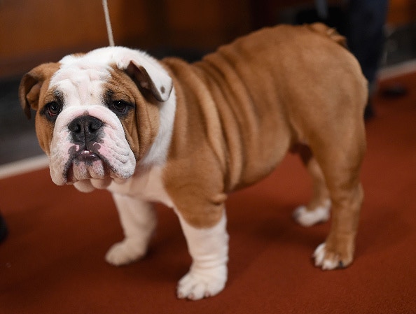 老虎狗配種控制高度、口鼻長短美研究：扼殺基因多樣性損健康