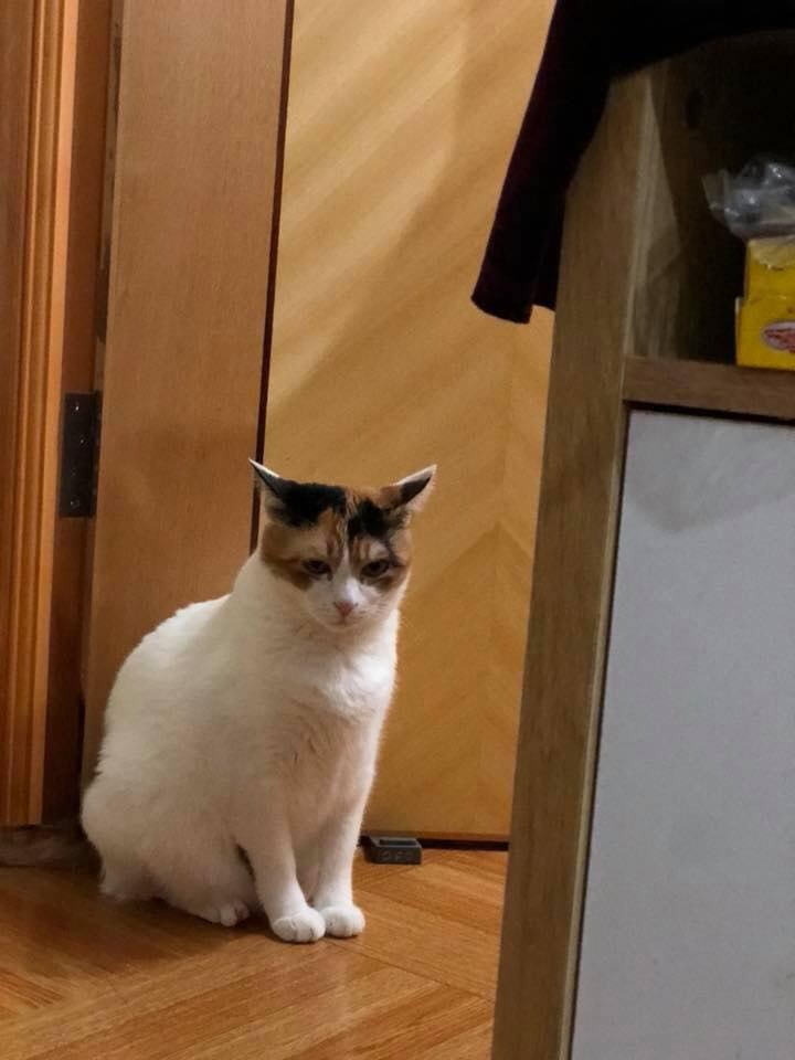 伍小姐指肥貓十分膽小,從不敢自行出門。(圖片由受訪者提供) 伍小姐指肥貓十分膽小,從不敢自行出門。(圖片由受訪者提供)