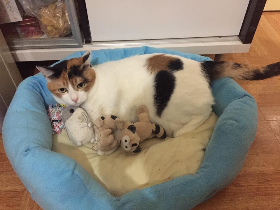 伍小姐連日內在石硤尾邨範圍搜索,但仍一無所獲。(圖片由受訪者提供) 伍小姐連日內在石硤尾邨範圍搜索,但仍一無所獲。(圖片由受訪者提供)