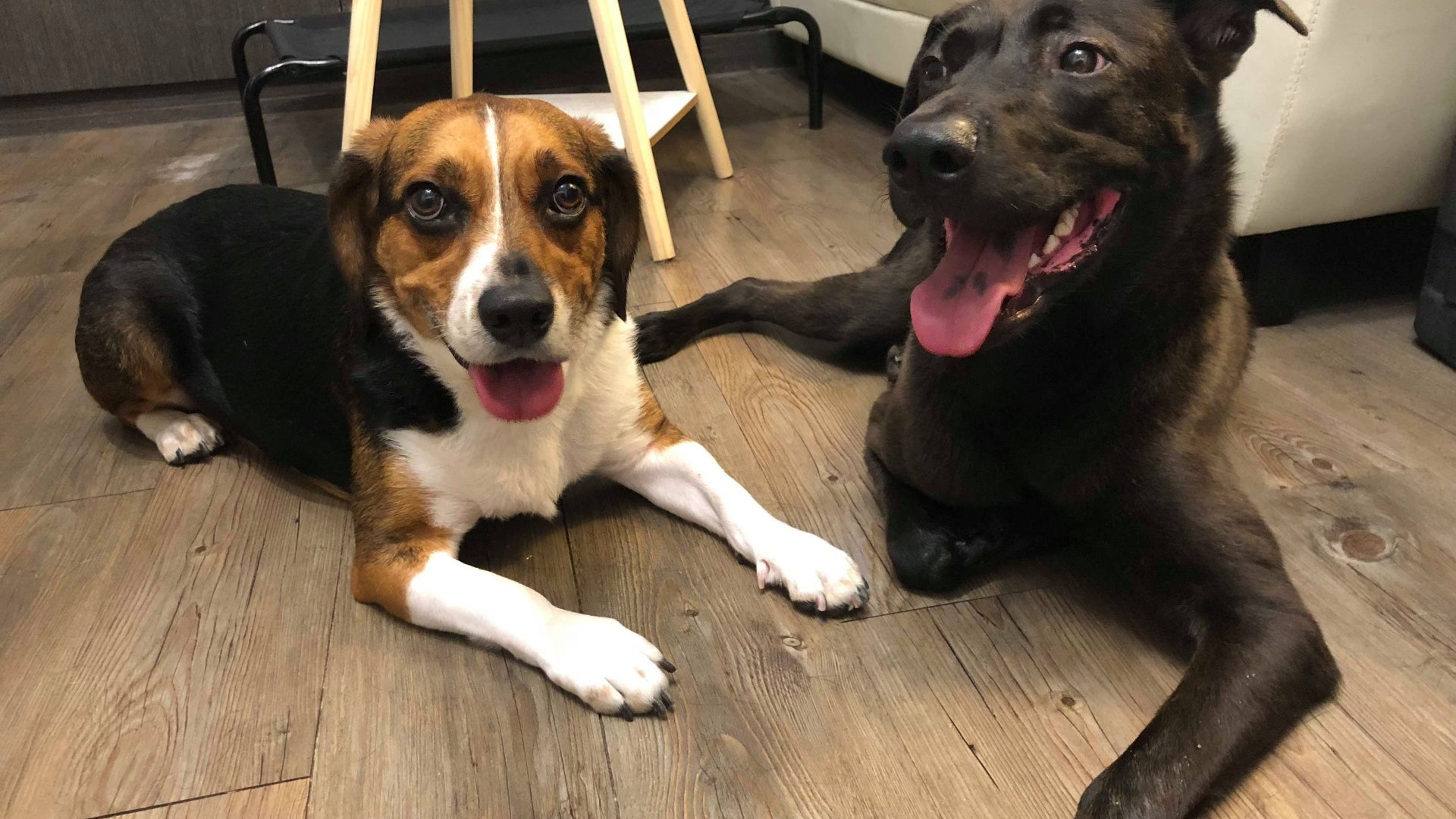 唐狗與獵犬一起養 港媽Ruby:愛不應分品種 唐狗與獵犬一起養 港媽Ruby:愛不應分品種