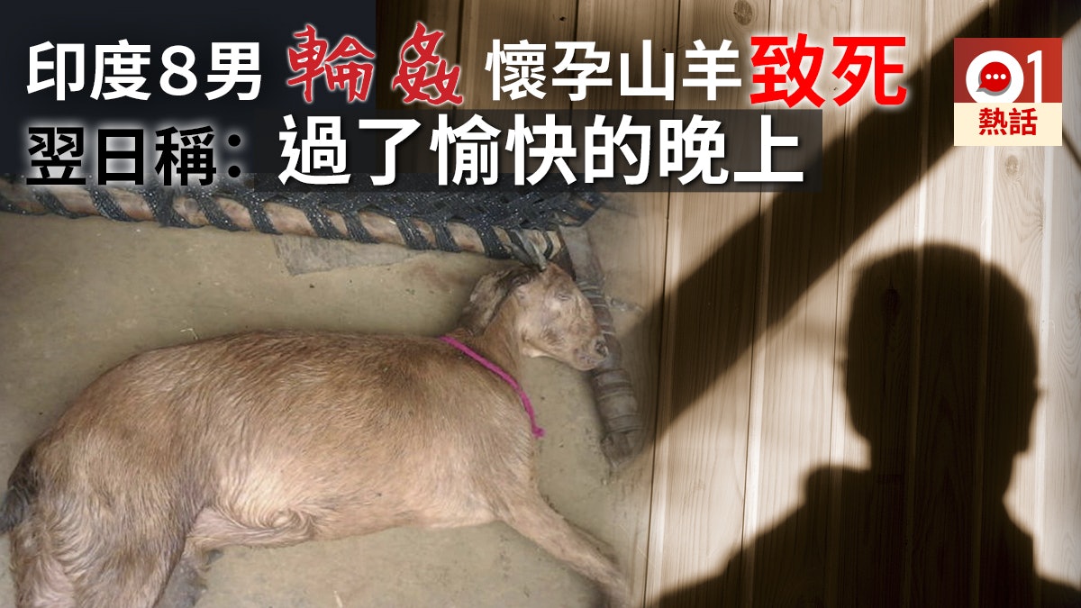 印度8惡男飲醉酒輪姦懷孕山羊致死事後向羊主炫耀 愉快的晚上 香港01 熱爆話題