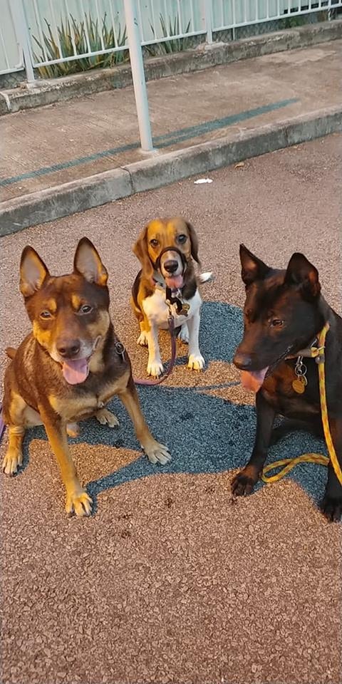 Wing所養的3隻狗狗,最左為「的士」。(IG@Unclechickenwing) Wing所養的3隻狗狗,最左為「的士」。(IG@Unclechickenwing)