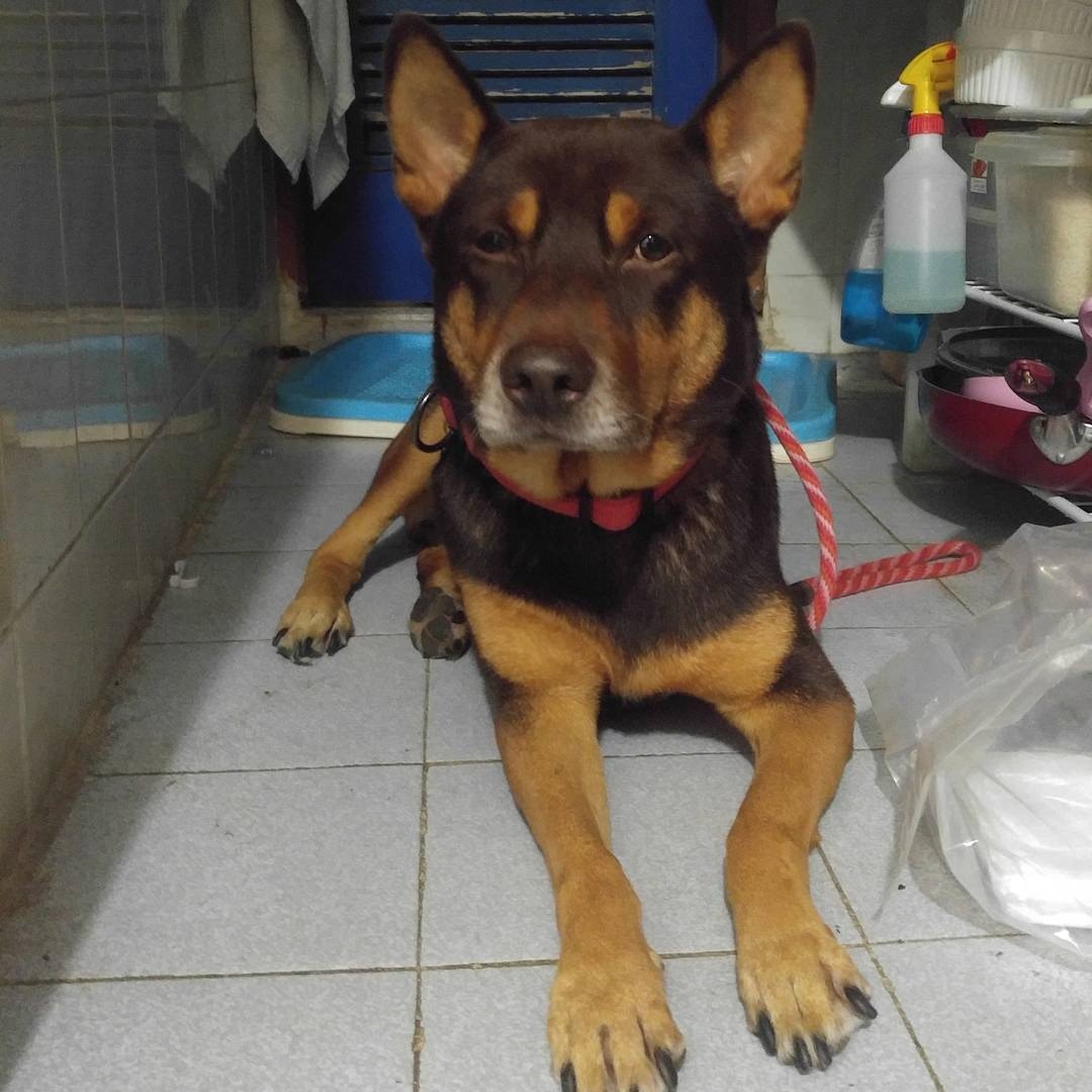 Wing朋友告訴她「的士」曾有攻擊其他狗的前科,勸她要小心。(IG@Unclechickenwing) Wing朋友告訴她「的士」曾有攻擊其他狗的前科,勸她要小心。(IG@Unclechickenwing)