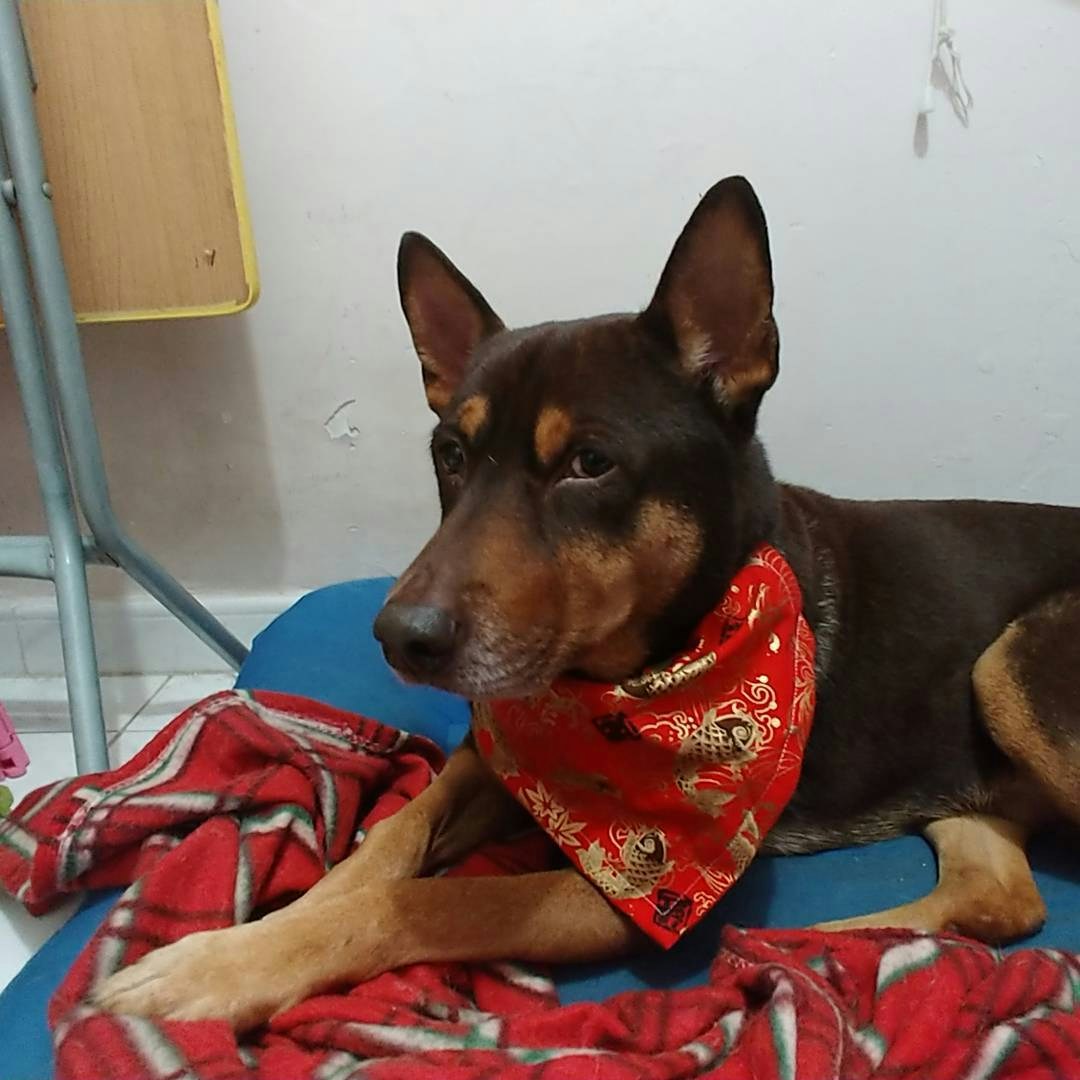 「的士」每天晚上都會 準時等Wing下班及回家。(IG@Unclechickenwing) 「的士」每天晚上都會 準時等Wing下班及回家。(IG@Unclechickenwing)