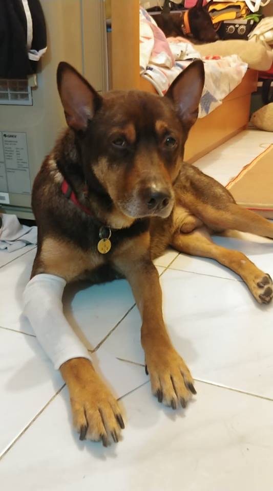 「的士」在Wing的悉心照顧下逐漸康復。(IG@Unclechickenwing) 「的士」在Wing的悉心照顧下逐漸康復。(IG@Unclechickenwing)