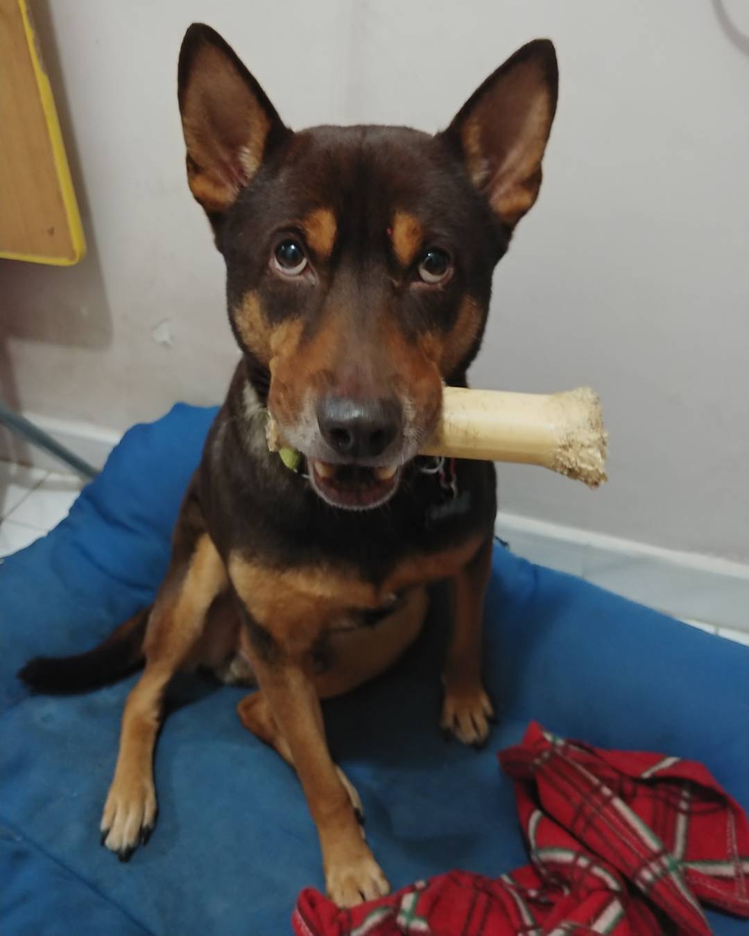 2016年7月左右Wing正式成為「的士」的主人。(IG@Unclechickenwing) 2016年7月左右Wing正式成為「的士」的主人。(IG@Unclechickenwing)