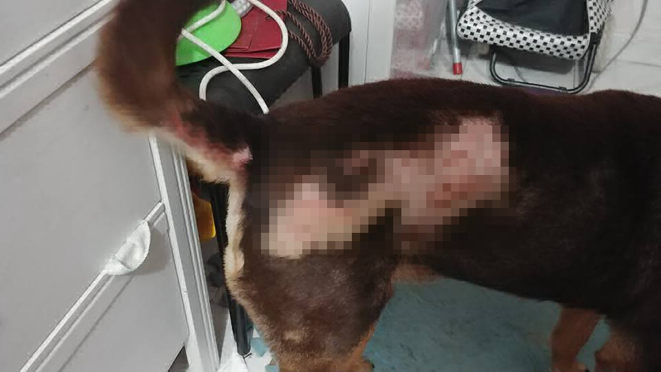 Wing發現「的士」身上總有大大少少不同的傷痕。(IG@Unclechickenwing) Wing發現「的士」身上總有大大少少不同的傷痕。(IG@Unclechickenwing)