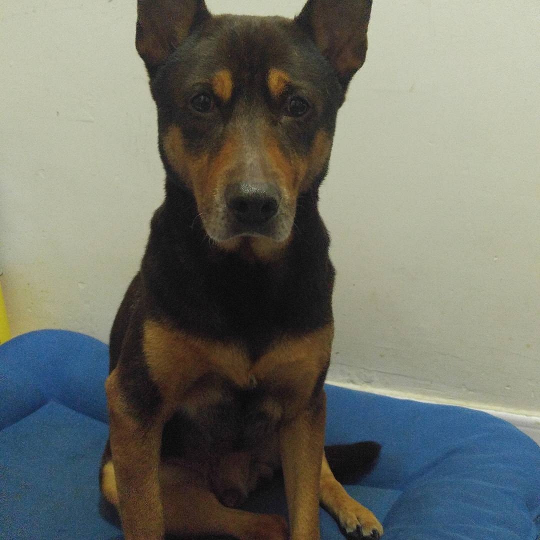 Wing不忍看見「的士」在只得數度的天氣下,依然等候自己,遂決定讓牠留宿。(IG@Unclechickenwing) Wing不忍看見「的士」在只得數度的天氣下,依然等候自己,遂決定讓牠留宿。(IG@Unclechickenwing)