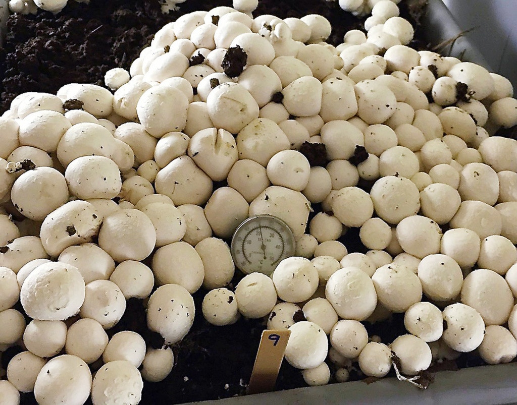 防變啡蘑菇：美國賓州州立大學（PSU）植物病理學教授楊亦濃在2015年編輯白磨菇的基因，以阻止一種會讓它們自然褐化變啡（browning）的酵素作用，能讓白磨菇在收成及運輸時減少損傷，並增長存放期（Yang Lab圖片）