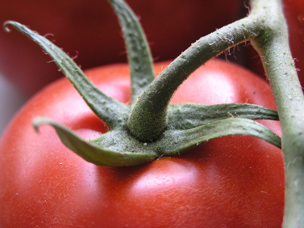 無花柄離區番茄 ("jointless" tomato)：一般番茄在莖上有一隆起節點（花柄離區，joint），蕃茄成熟時就會在該處斷開墮地散播種子。美國植物學家聶文（Zachary Lippman）就以基因編輯出無節點蕃茄，既避免番茄墮地損失，也能較乾淨去除蕃茄椗以避免收割時插傷其他番茄，而且比較適合用機器收割以增加效率（Wikimedia Commons）